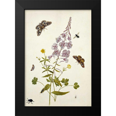 Rosebay Willowherb and Buttercups Black Modern Wood Framed Art Print by Robins, Thomas Jr.