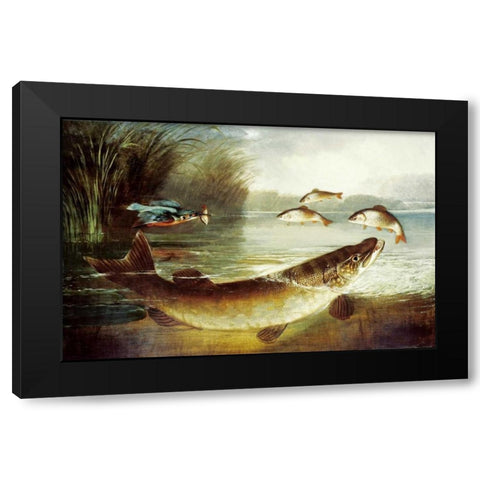 A Kingfisher and a Pike Capturing Perch Black Modern Wood Framed Art Print with Double Matting by Rolfe, Henry Leonidas