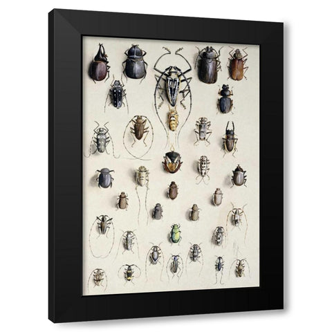 Thirty-Four Insects Black Modern Wood Framed Art Print by Rowan, Marian Ellis