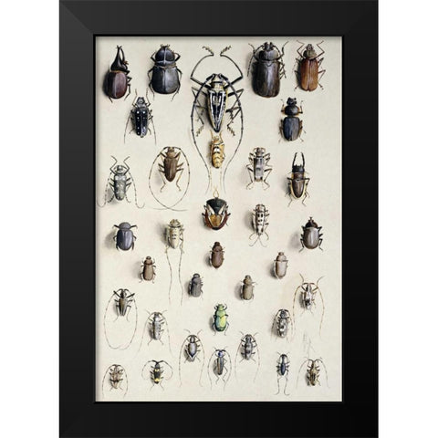 Thirty-Four Insects Black Modern Wood Framed Art Print by Rowan, Marian Ellis