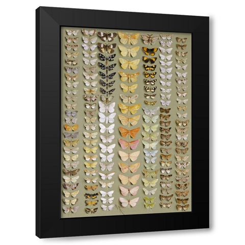 One Hundred and Fifty-Eight Moths Black Modern Wood Framed Art Print by Rowan, Marian Ellis