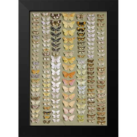 One Hundred and Fifty-Eight Moths Black Modern Wood Framed Art Print by Rowan, Marian Ellis