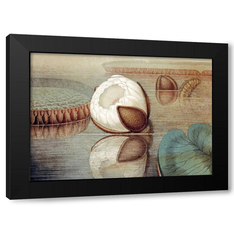 The Great Water Lily of America Black Modern Wood Framed Art Print by Sharp, William
