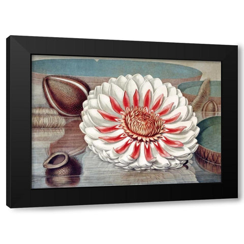 The Great Water Lily of America - Complete Bloom Black Modern Wood Framed Art Print by Sharp, William