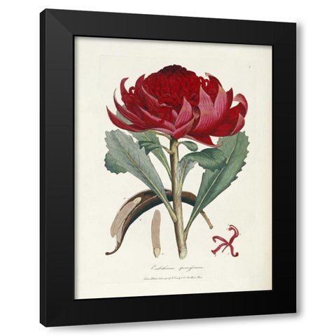 A Specimen of The Botany of New Holland Black Modern Wood Framed Art Print by Smith, James Edward