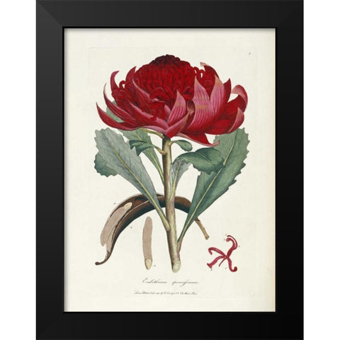 A Specimen of The Botany of New Holland Black Modern Wood Framed Art Print by Smith, James Edward