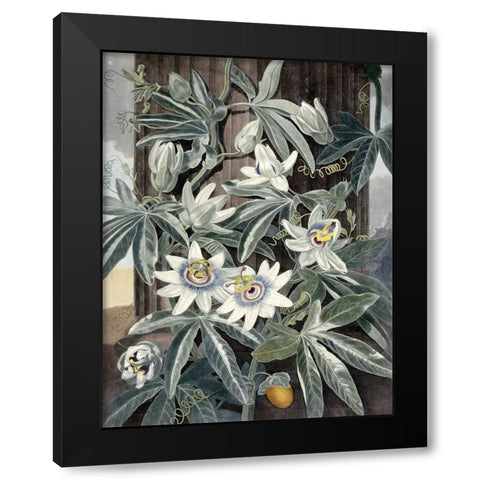 Passion Flowers Black Modern Wood Framed Art Print by Thornton, Robert John