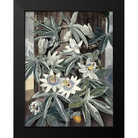 Passion Flowers Black Modern Wood Framed Art Print by Thornton, Robert John