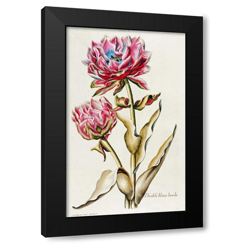 A Double White Edged Tulip Black Modern Wood Framed Art Print by Trew, Christoph Jacob
