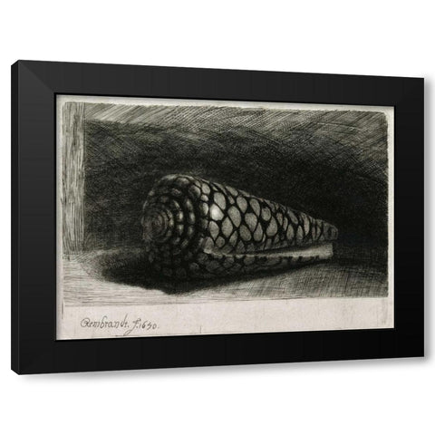 The Shell - Conus Marmoreus Black Modern Wood Framed Art Print with Double Matting by Van Rijn, Rembrandt