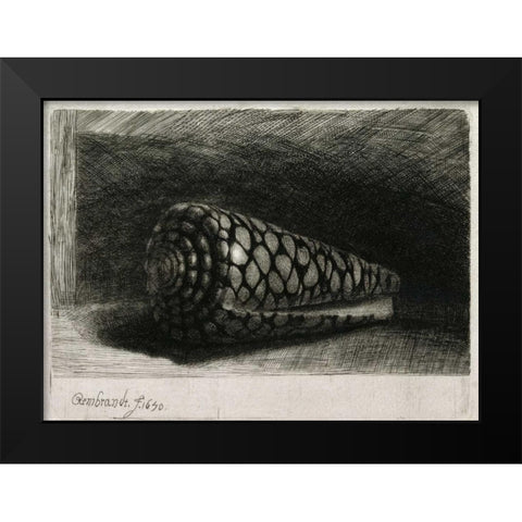 The Shell - Conus Marmoreus Black Modern Wood Framed Art Print by Van Rijn, Rembrandt