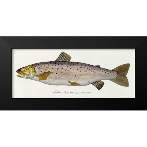 Salmon Engraving Black Modern Wood Framed Art Print by Von Meidinger, Baron Carl
