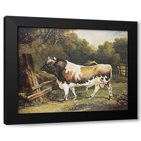 A Bull of The Alderney Breed Black Modern Wood Framed Art Print with Double Matting by Ward, James