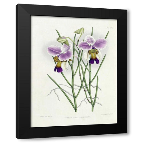 The Orchid Album Plate 475 Black Modern Wood Framed Art Print by Warner, Robert