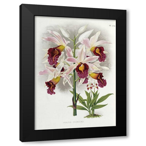 Phajus Cocksonii Black Modern Wood Framed Art Print by Warner, Robert
