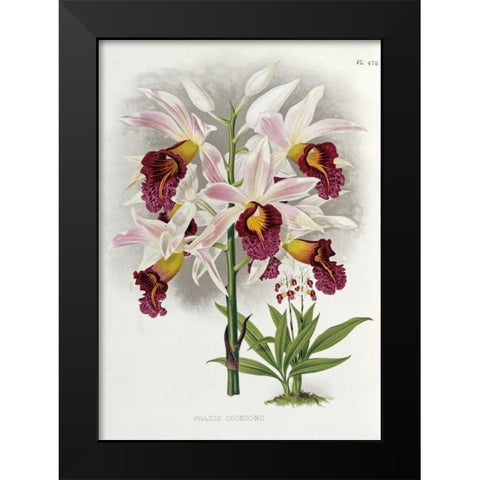 Phajus Cocksonii Black Modern Wood Framed Art Print by Warner, Robert