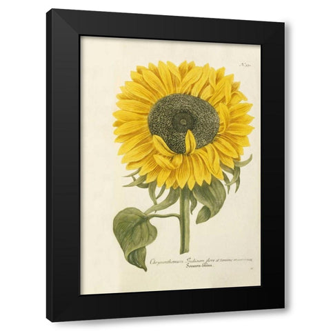 Sun Flower Black Modern Wood Framed Art Print with Double Matting by Weinmann, Johann Wilhem