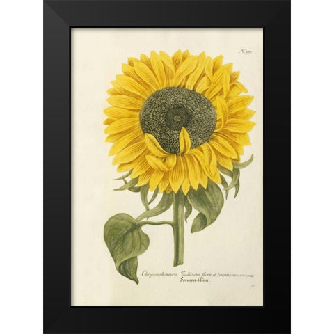 Sun Flower Black Modern Wood Framed Art Print by Weinmann, Johann Wilhem