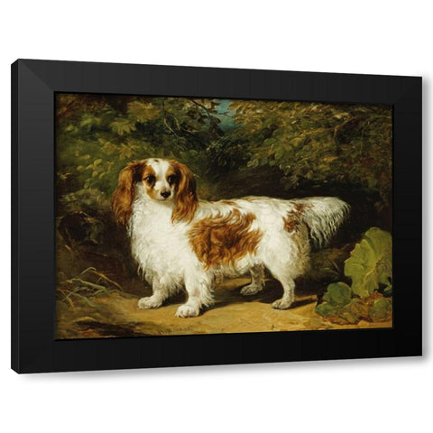 A Blenheim Cavalier King Charles Spaniel Black Modern Wood Framed Art Print by Willis, H.