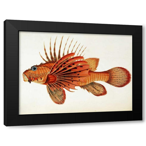 Fishes Found on The Coast of Ceylon Black Modern Wood Framed Art Print by Bennett, John Whitchurch