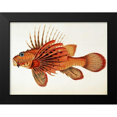 Fishes Found on The Coast of Ceylon Black Modern Wood Framed Art Print by Bennett, John Whitchurch