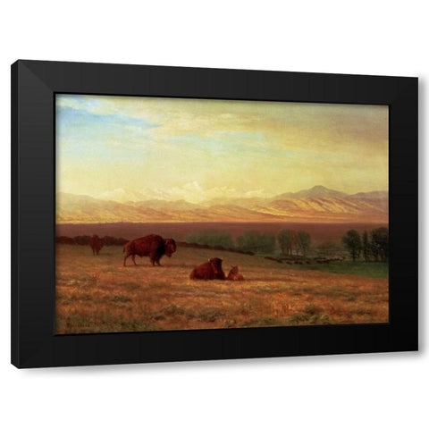 Buffalo on The Plains Black Modern Wood Framed Art Print with Double Matting by Bierstadt, Albert