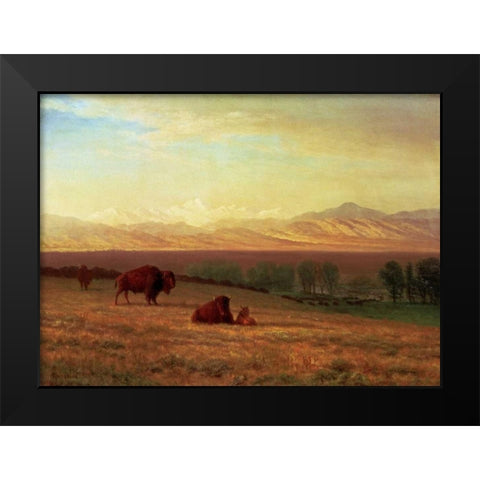 Buffalo on The Plains Black Modern Wood Framed Art Print by Bierstadt, Albert