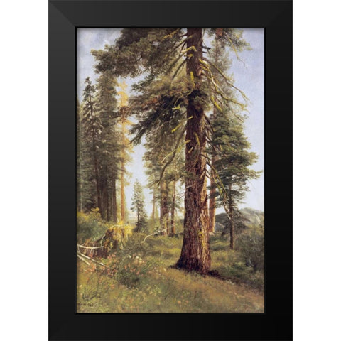 California Redwoods Black Modern Wood Framed Art Print by Bierstadt, Albert