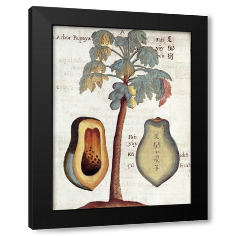 Papaya Tree Black Modern Wood Framed Art Print with Double Matting by Boym, Michael