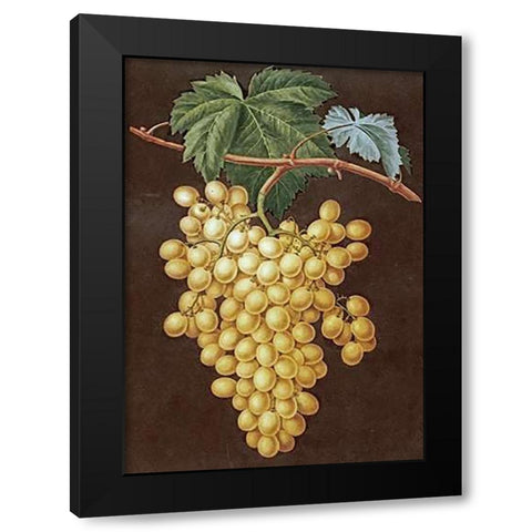 Alexandria Grapes Black Modern Wood Framed Art Print with Double Matting by Brookshaw, George