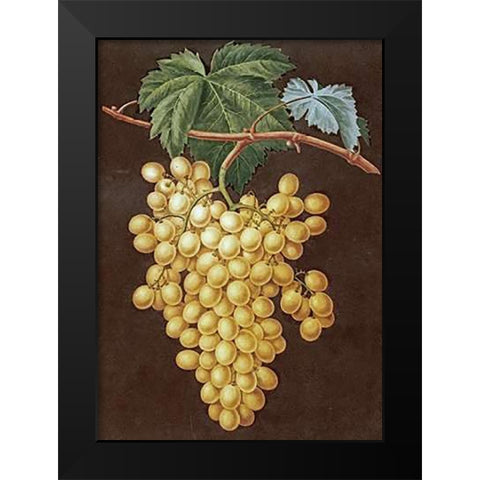 Alexandria Grapes Black Modern Wood Framed Art Print by Brookshaw, George