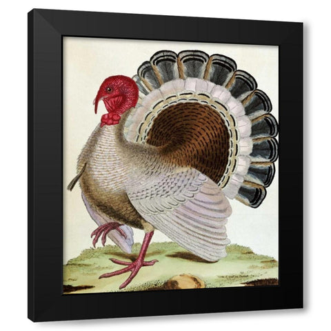 Turkey Black Modern Wood Framed Art Print with Double Matting by Buffon, Georges-Louis Leclerc