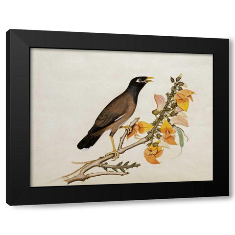 A Minah Bird Perched on a Flowering Branch Black Modern Wood Framed Art Print by Calcutta School