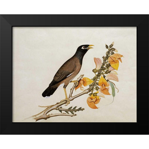 A Minah Bird Perched on a Flowering Branch Black Modern Wood Framed Art Print by Calcutta School