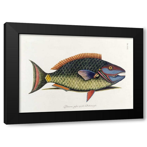 The Parrot Fish Black Modern Wood Framed Art Print by Catesby, Mark