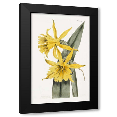 Narcissi Black Modern Wood Framed Art Print by Curtis, William