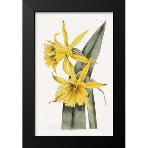 Narcissi Black Modern Wood Framed Art Print by Curtis, William