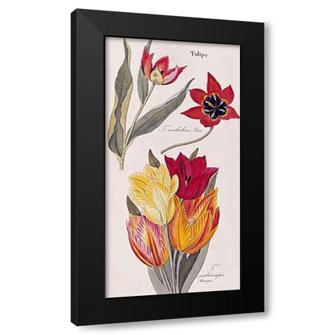 Tulips - Flora Universalis Black Modern Wood Framed Art Print by Dietrich, David Nathaniel