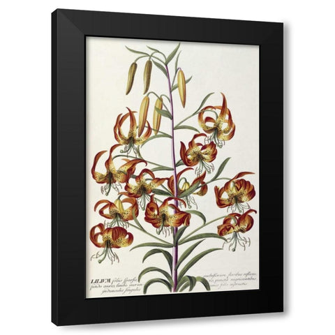 Lilium - Plantae Selectae Black Modern Wood Framed Art Print by Ehret, George Dionysius