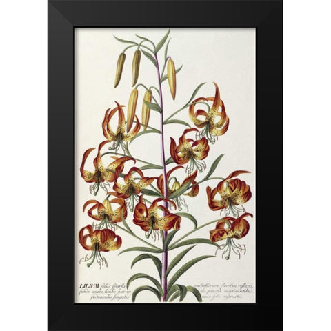 Lilium - Plantae Selectae Black Modern Wood Framed Art Print by Ehret, George Dionysius