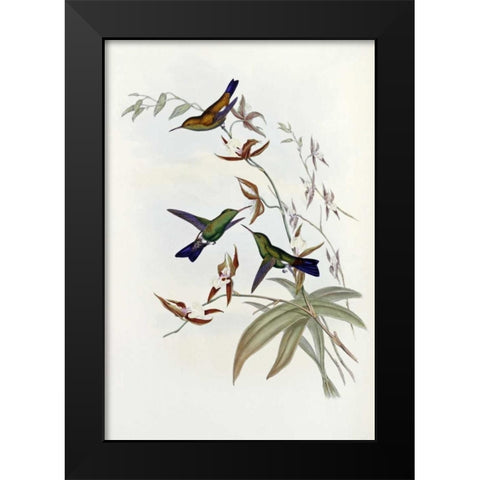 Family of Hummingbirds Black Modern Wood Framed Art Print by Glover, John