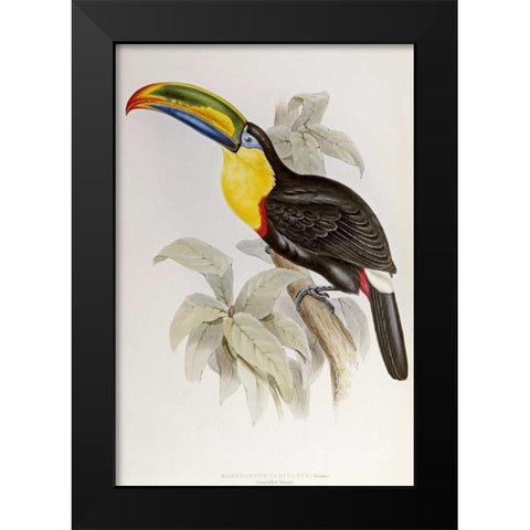 Family of Toucans Black Modern Wood Framed Art Print by Glover, John