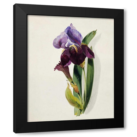 A Flag Iris Black Modern Wood Framed Art Print by Holland, Thomas