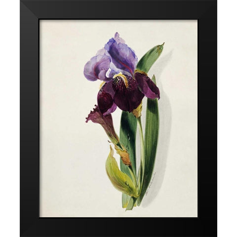 A Flag Iris Black Modern Wood Framed Art Print by Holland, Thomas