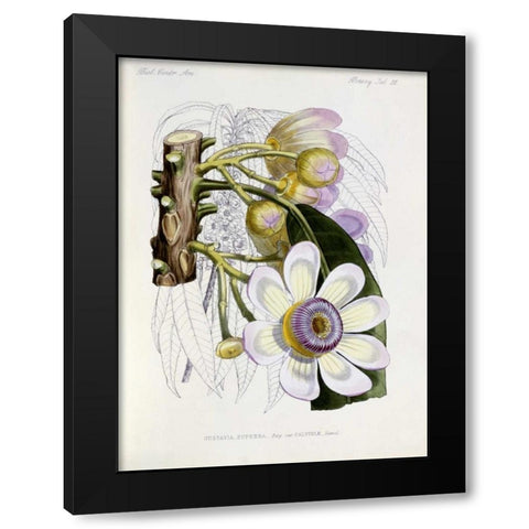 Membrillo Black Modern Wood Framed Art Print by Keulemans, J.G.