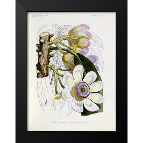 Membrillo Black Modern Wood Framed Art Print by Keulemans, J.G.