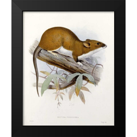 Nectoma Ferruginea Black Modern Wood Framed Art Print by Keulemans, J.G.