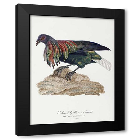 Columba Nicobarica Black Modern Wood Framed Art Print by Knip, Antoinette Pauline Jacqueline