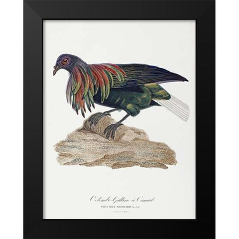 Columba Nicobarica Black Modern Wood Framed Art Print by Knip, Antoinette Pauline Jacqueline