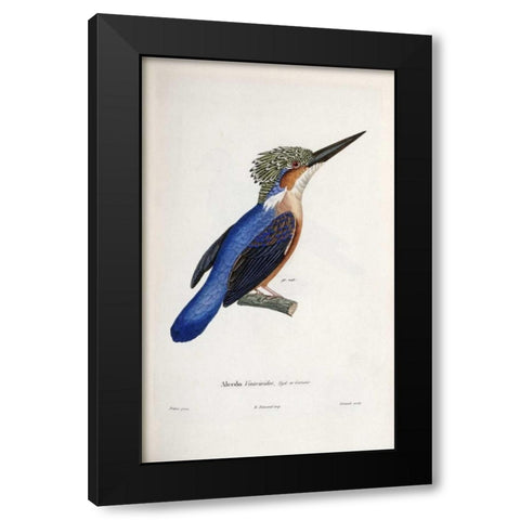 Malagasy Kingfisher Black Modern Wood Framed Art Print by LaPlace, Cyrille Pierre Theodore
